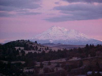Pink Shasta